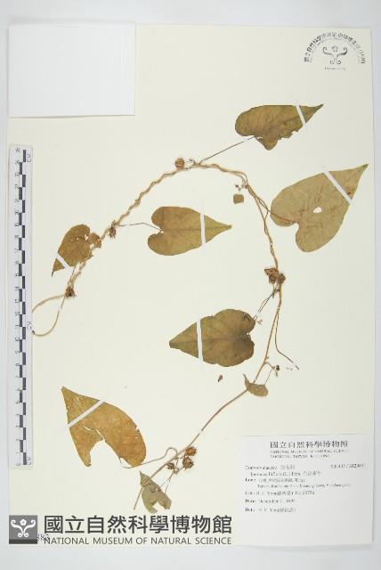 白花牽牛藏品圖，第1張