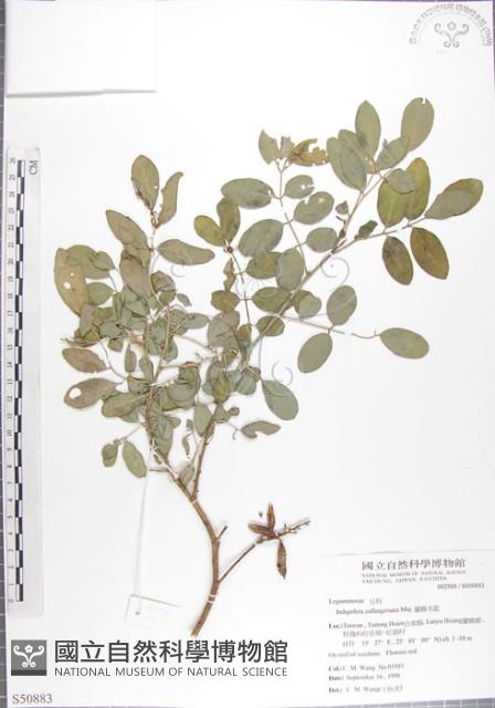 尖葉木藍藏品圖，第1張