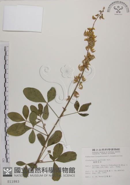 黃野百合藏品圖，第1張