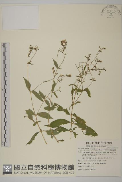 皺葉繁縷藏品圖，第1張