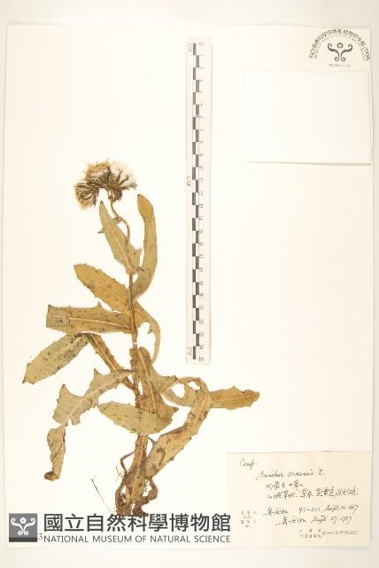 苦苣菜藏品圖，第1張