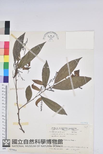 密花五月茶藏品圖，第1張