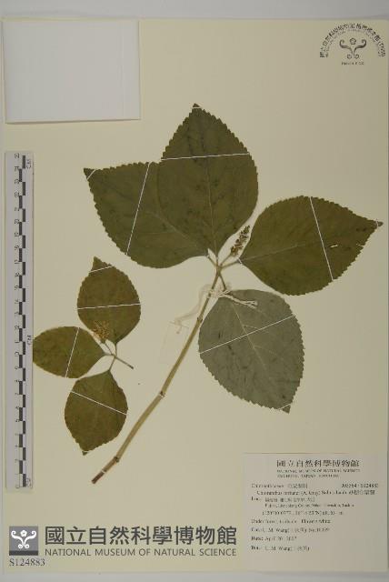 絲穗金粟蘭藏品圖，第1張