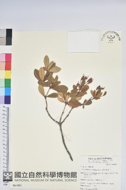 著生杜鵑藏品圖，第1張