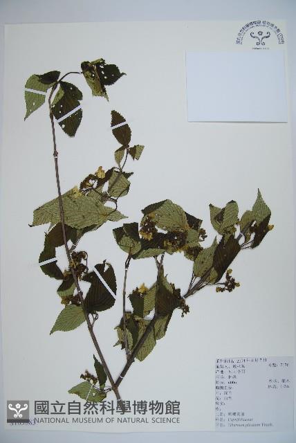 蝴蝶莢迷藏品圖，第1張