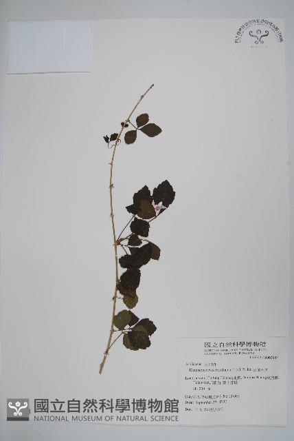 三葉五加藏品圖，第1張