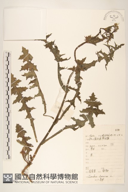 苦滇菜、苦菜藏品圖，第1張