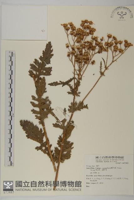 登錄號:S073883藏品圖，第1張