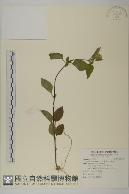 紫花霍香薊藏品圖，第1張