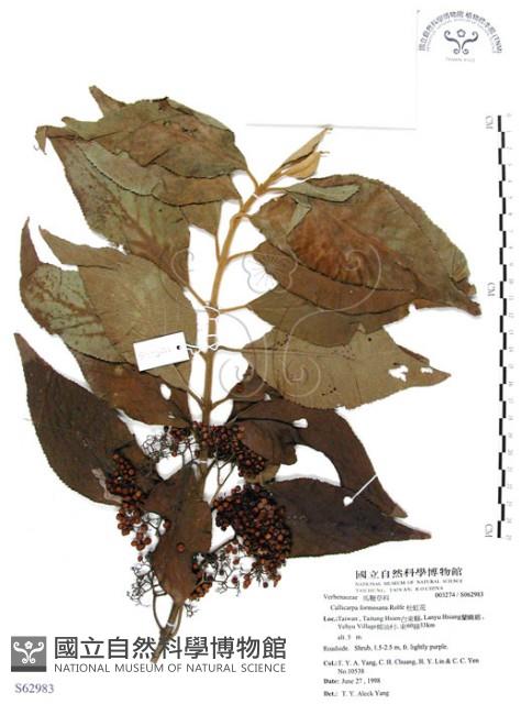 杜虹花，台灣紫珠藏品圖，第1張