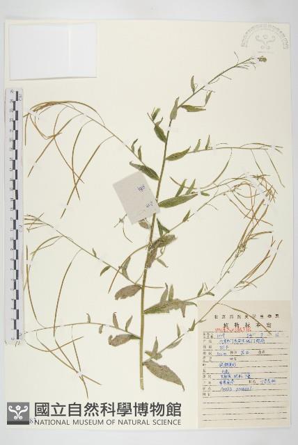 垂果南芥菜藏品圖，第1張