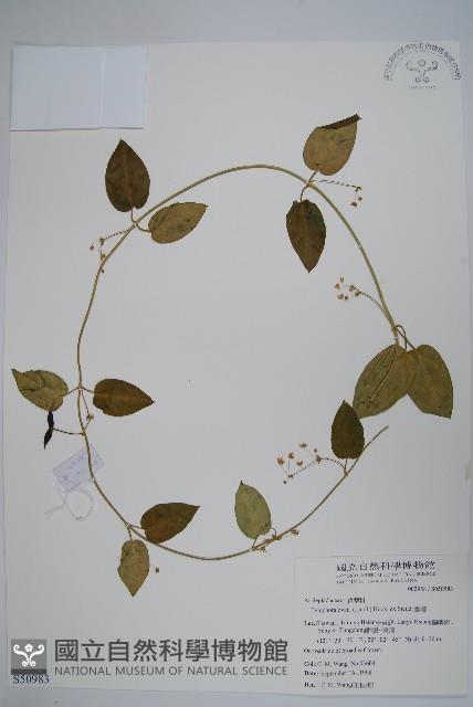 鷗蔓藏品圖，第1張