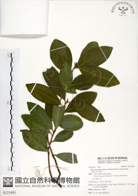 武威山烏皮茶藏品圖，第1張