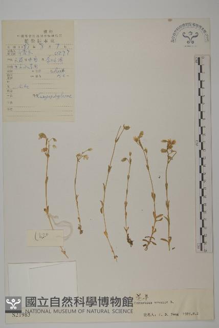 卷耳藏品圖，第1張