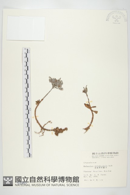 鵝鑾鼻燈籠草藏品圖，第1張