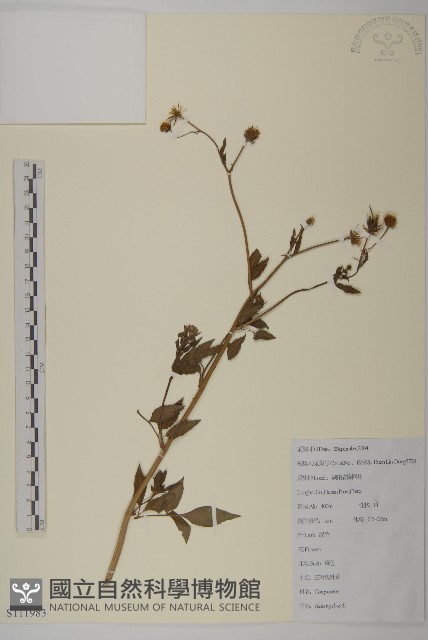 白花鬼針藏品圖，第1張