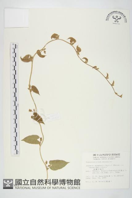 金網中牽牛藏品圖，第1張