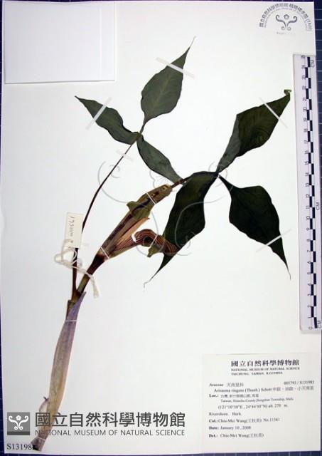 申跋、油跋、小天南星藏品圖，第1張