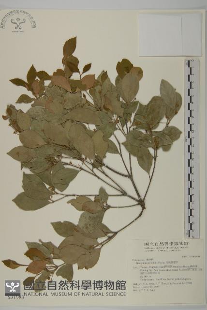 菱葉衛矛藏品圖，第1張