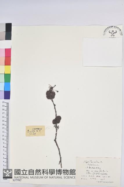 油柑藏品圖，第1張