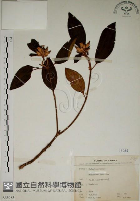 野牡丹藏品圖，第1張