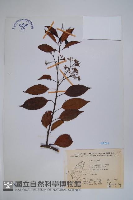 乳藤藏品圖，第1張