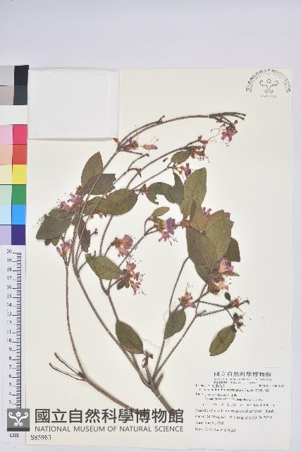 南澳杜鵑藏品圖，第1張