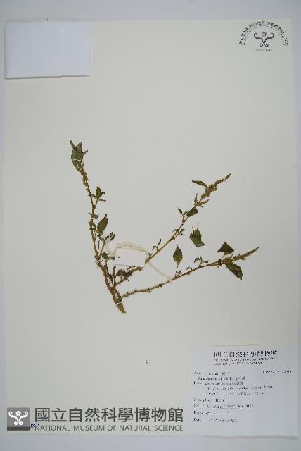 野莧菜藏品圖，第1張