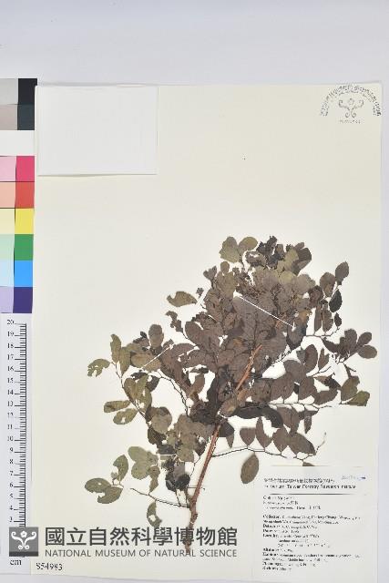 紅仔珠藏品圖，第1張