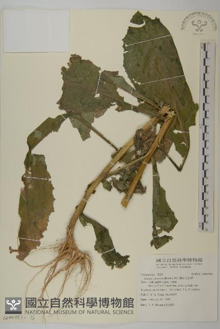 裂葉艾納香藏品圖，第1張