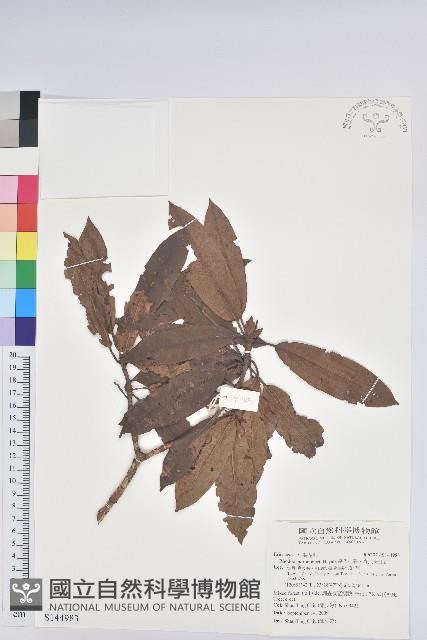 森氏杜鵑、森氏滿江紅藏品圖，第1張