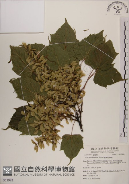 臺灣紅榨槭藏品圖，第1張