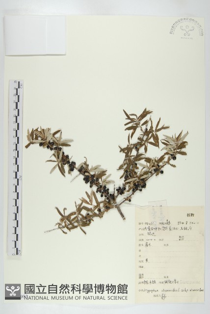 醋柳藏品圖，第1張