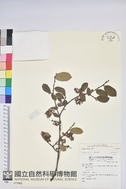 登錄號:S073983藏品圖，第1張