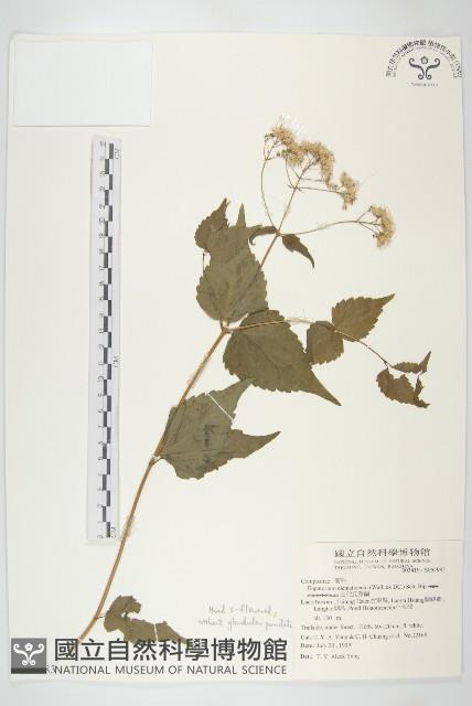 田代氏澤蘭藏品圖，第1張