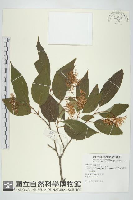 梜木藏品圖，第1張