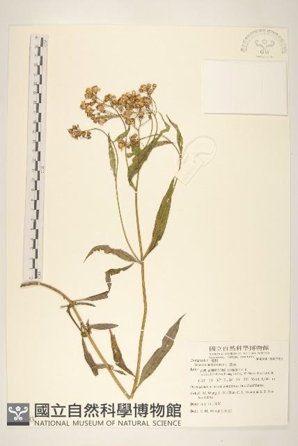 黃菀藏品圖，第1張