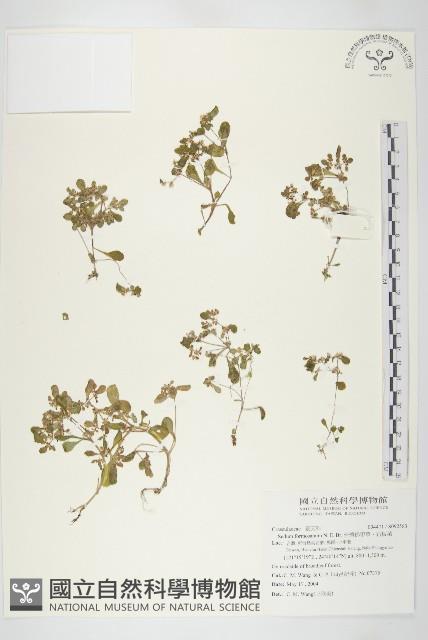 台灣佛甲草、石板菜藏品圖，第1張