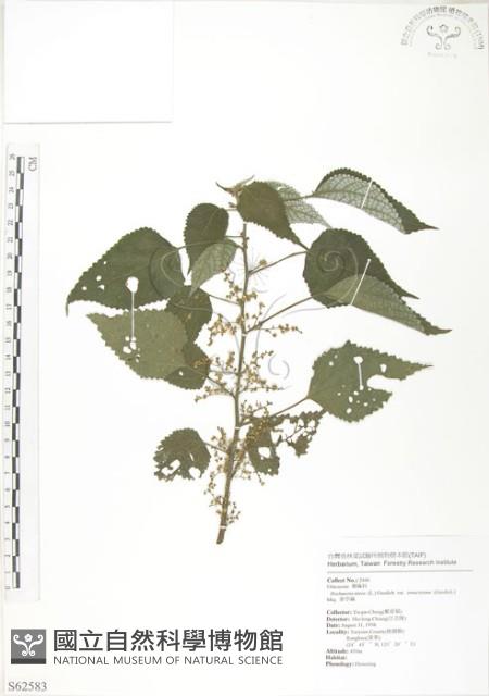 青苧麻藏品圖，第1張