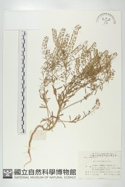 獨行菜藏品圖，第1張