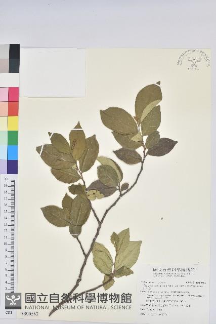 雙葉羊耳蒜、玉簪羊耳蘭藏品圖，第1張