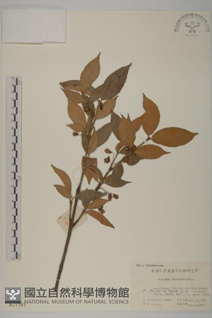 百齒衛矛藏品圖，第1張