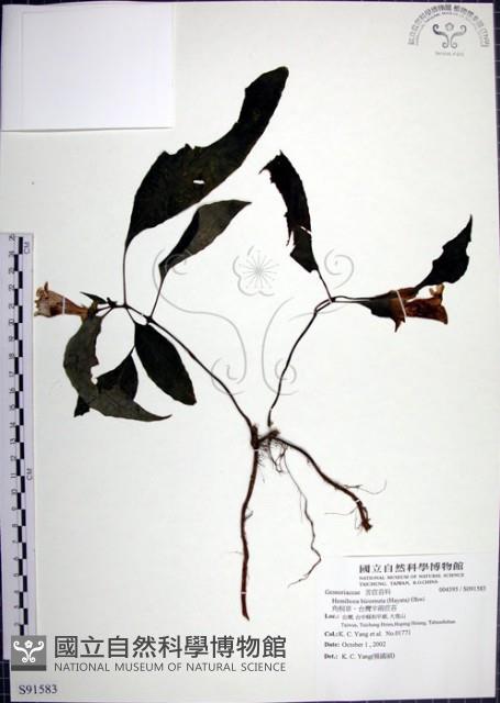 角桐草、台灣半蒴苣苔藏品圖，第1張