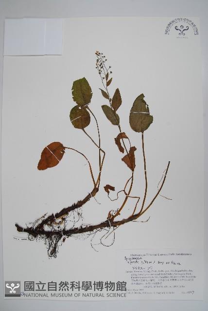 登錄號:S074583藏品圖，第1張