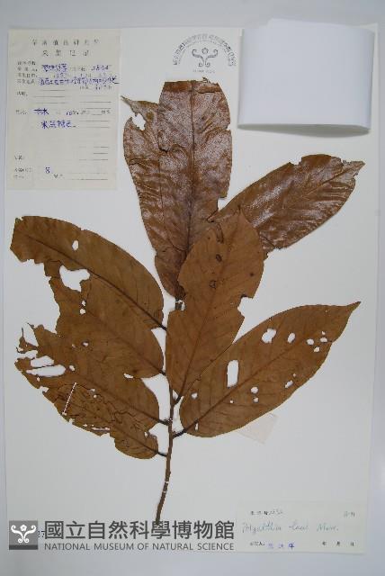 海南暗羅藏品圖，第1張