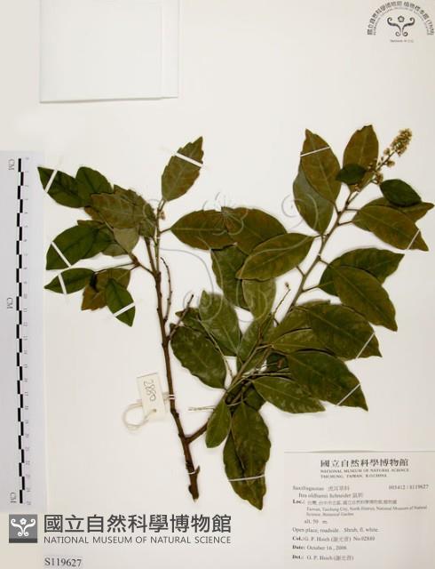 鼠刺藏品圖，第1張