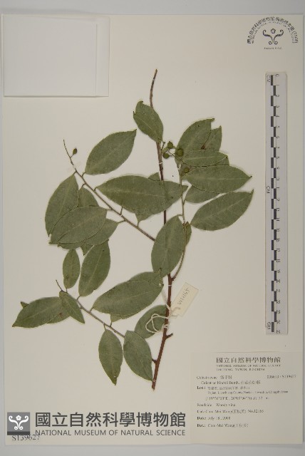 南華南蛇藤，青江藤藏品圖，第1張