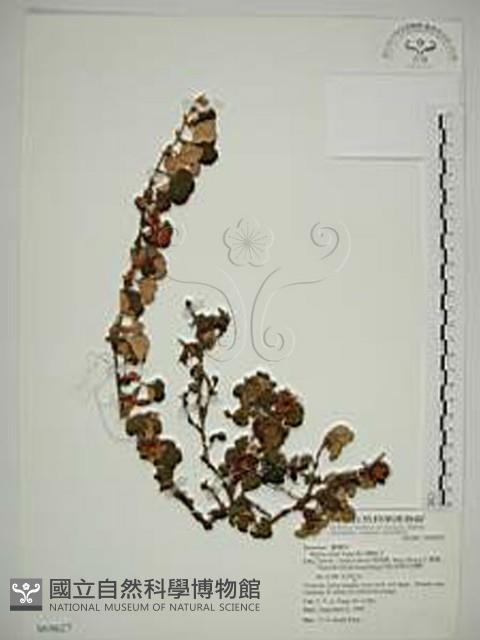 玉山懸鉤子藏品圖，第1張