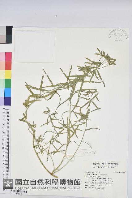 矮生大戟藏品圖，第1張