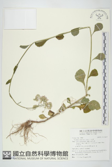 一枝香藏品圖，第1張